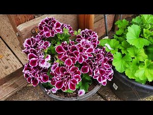 Royal Pelargonium, 15 beautiful varieties.