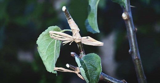 Grafting Basics: Everything You Need to Know to Get Started