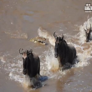 Great Migration River Crossing | Animals WP