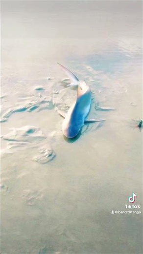 Sandbar Shark #shark #florida