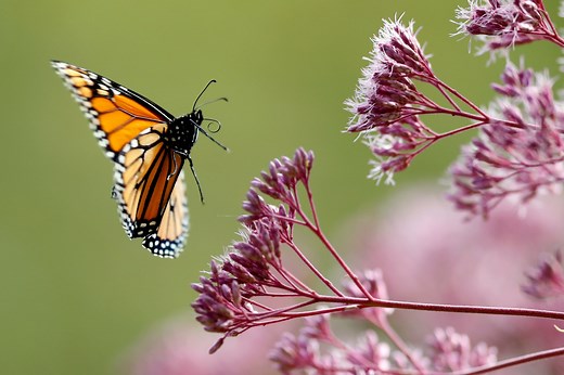 Scientists decry death by 1,000 cuts for world’s insects