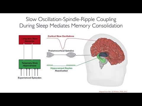Slow Oscillations, Spindles, and Ripples phase-lock to mediate memory during NREM sleep