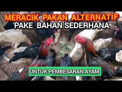 Raising Free-Range Chickens with Affordable & Nutritious Feed
