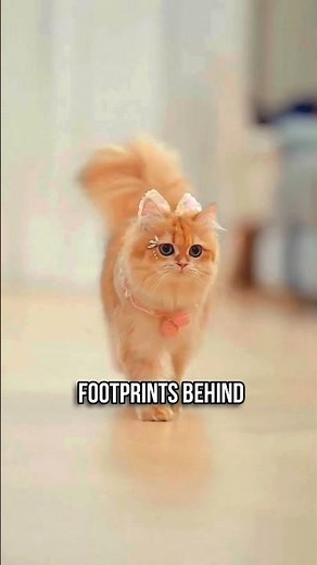 The Sneaky Walking Trick of Cats