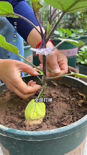When eggplants bloom their first flower, it's time to prune the lateral