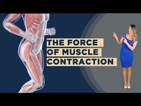 The Force of Muscle Contraction