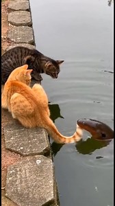 670K views · 976 reactions | Curious Orange Cat Meets Electrophorus electricus — A Shocking Tail Moment ⚡ #OrangeCat #ElectricEel #WildEncounter #CatLife | Gen fun smiles | Facebook