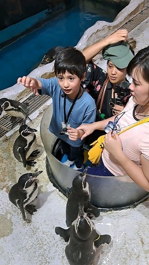 Penguin Feeding! Ocean Park Manila! #may192023 #oceanpark #manilaoceanpark #manilaoceanparkadventure #sachainmanila #sacha #sachaxv2 #sachaswonderfulworld #sacha_francois_naili #sachastravel #sachainthephilippines #sachasadventures #mylifeinthephilippines #philippines #frenchkidinthephilippines #penguin #penguins #penguin🐧 #feeding | Sacha Besson