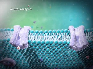 5.1K views · 157 reactions | Passive and Active Transport | Be a Good Doctor | Facebook