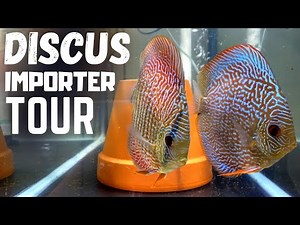 Super EXOTIC Discus Importer! Fish Room Tour!