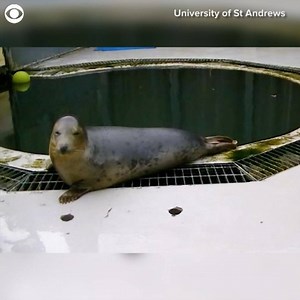 SING ALONG: The University of St Andrews in Scotland published a video on Thursday that shows grey seals in a study mimicking songs like the "Star Wars" theme and even human sounds. | https://bit.ly/2Xn9E5H | 10TV - WBNS