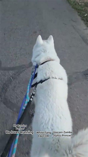 #dogshorts #running #exercise