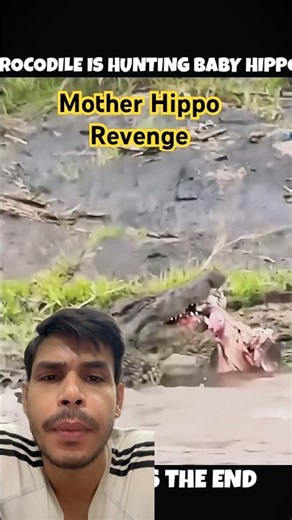 Epic Hippo vs Crocodile Battle! Intense Wildlife Fight 🦛🐊 #shorts #animals #viral #animalrevenge