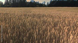 Field with young wheat at sunset in farm fields Bavaria Germany. Agriculture scene. Organic cultivation of seedlings of grain crops. Land farming and production of wheat in Europe. Grain product.