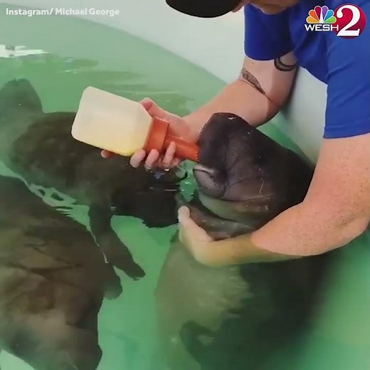Adorable video shows baby manatee being bottle fed