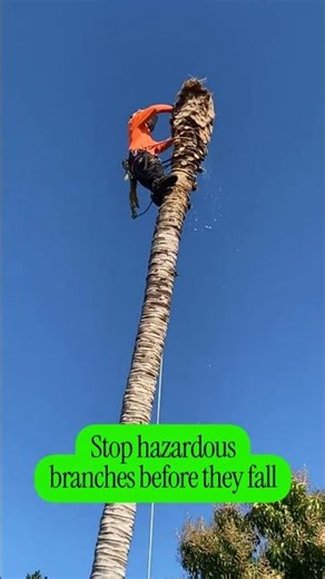 Top Tree Trimming Tips for Safety