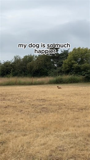 115 reactions | Want fun, safe, off-leash play time for your doggo? ...