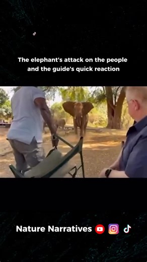 Nature Narratives on Instagram: "🐘 The Elephant… A Giant of the Wild and Respect for its Territory In this video, we see a group of elephants walking calmly near a group of people accompanied by a wildlife guide inside a reserve. At first, the scene appears safe and natural, with the visitors chatting and enjoying the close-up observation. But in a flash, one of the elephants' behavior changes, and it decides to advance with the intention of attacking. This is where the wildlife guide comes in,