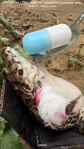 HE WAS GIVE FOR FROGEN FRIEND AND FROG SWIM END #shorts