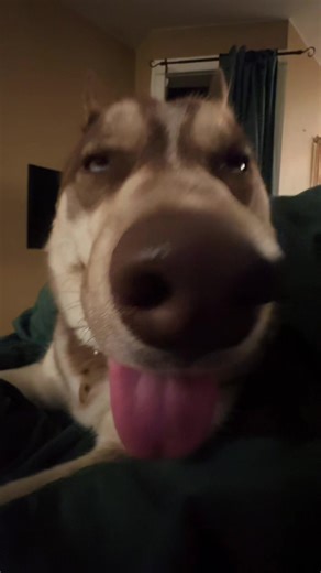 Late night shenanigans with my girl #husky #dogmom #petparents #huskylife #happydog