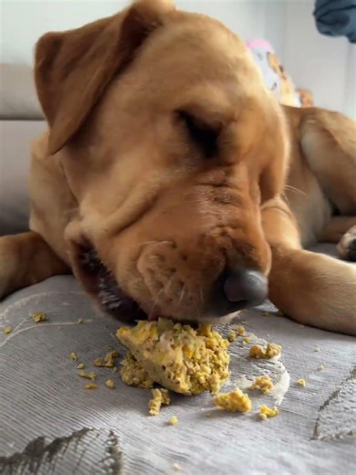 Is This the Cutest Dog Ever? Watch It Eat Like a Pro