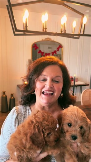 Adorable Cavapoochon Puppies for Adoption