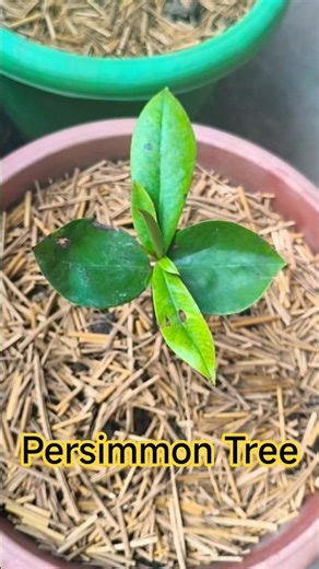 Growing Exotic Persimmon A Must Have for Your Rooftop Garden! 🏡