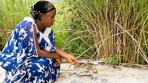 88K views · 1.2K reactions | This is the story of Bossou, a village...