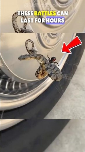 Spider vs Snake: Can a Spider Really Kill a Snake?🕷️🐍