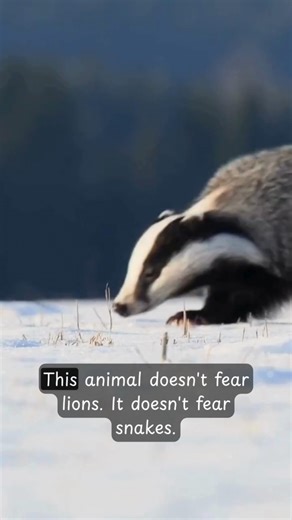 This Animal Is Too Angry to Die 😱 | Honey Badger vs Lions