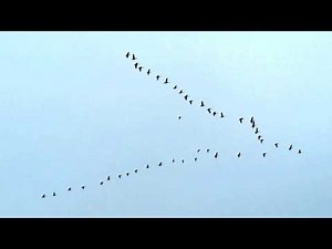 Geese flying in formation