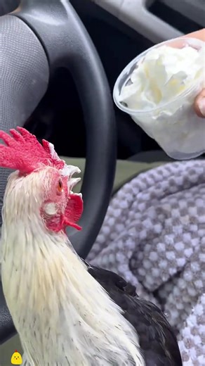 Why Chickens Are More Interesting Than You Think