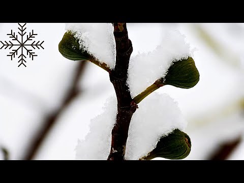 Best Cold Hardy Fig Varieties | Insanely Cold Hardy Fig Trees For Northern Growers | Fig Fruit Trees