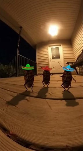 Let’s dance cockroaches dancing