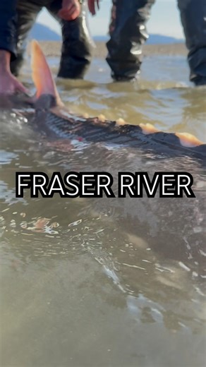 This season has been insane and it’s just getting started 🤯🎣#fishing #sturgeon #fraserriver #fish