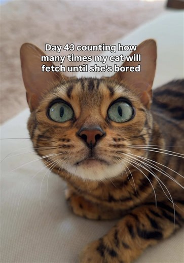 Fun Fetch Ideas for Your Bengal Cat