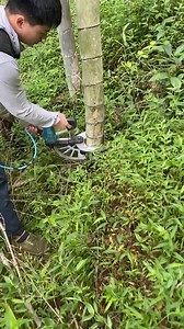 Insane Power! Electric Bamboo Cutter Put to the Test"#bamboo #reel #cutting | TCA Cutting