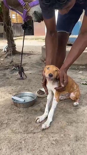 4.6K views · 389 reactions | Samba with the little tetanus dog who seems to be responding to treatment. The staff give so much care and attention to their patients. It is lovely to see. | The Gambia Horse and Donkey Trust | Facebook