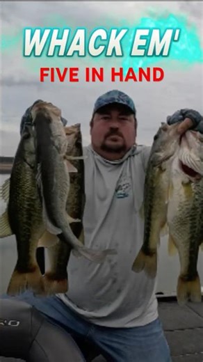 5 Big Bass at Sam Rayburn! #bassfishing #fishing #fishingshorts