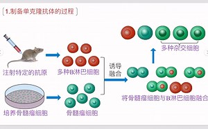 单克隆抗体的制备