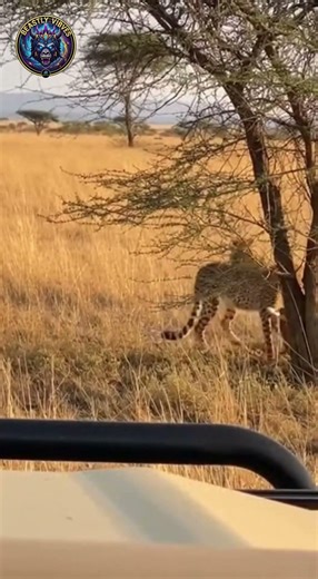 Lion steals cheetah's kill