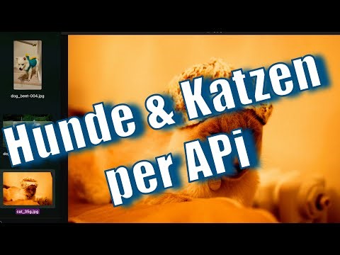 Learn Python – Load random dog and cat images via API