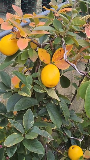 #🦄#붉은입술들 #곧 #사라질거예요~#💕🍁🍂