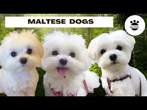Maltese Dogs