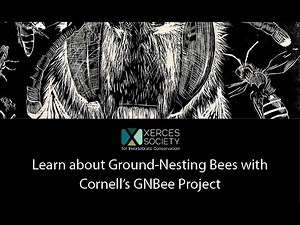 Learn about Ground-Nesting Bees with Cornell’s GNBee Project