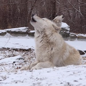 90K views · 10K reactions | Their howls give you chills - the good kind  #StandForWolves | Wolf Conservation Center | Facebook