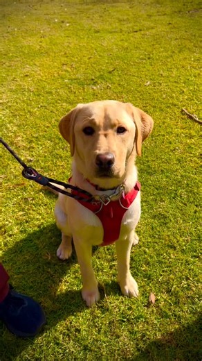 Today’s lesson with young River, is learning the simple task of standing on command. This is a good lesson for all dog owners. Enjoy. #bondivet #drrobzammit #thedoggypod #welovedogs #trainingdogs | The Doggy Pod - with Dr Rob Zammit & Stephen Peters