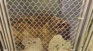 Courtesy post. Please contact shelter directly. Hesperia Shelter - (760) 947-1700 COSMO - ID#A021121 My name is COSMO. I am a neutered male, brown brindle Australian Shepherd mix. The shelter staff think I am about 6 years old. I have been at the shelter since Jan 11, 2017. http://petharbor.com/pet.asp?uaid=HESP.A021121 | Aussie Rescue So Cal