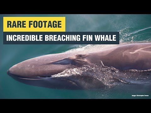 Rare footage of breaching fin whale | Whale and Dolphin Conservation