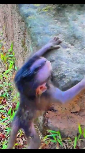 Life of Monkeys: Oh, the mischievous little monkey was hurt, frightened, and screaming for help.